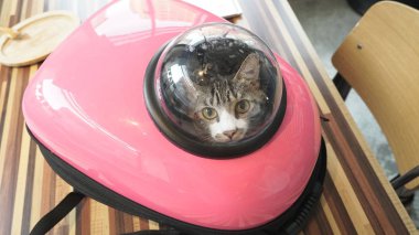 sevimli kedi fotoğrafı