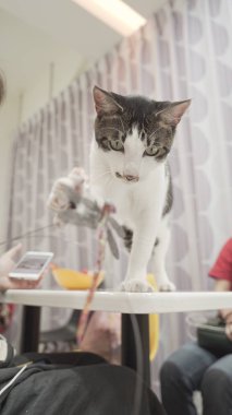 şirin ve sevimli kedi 