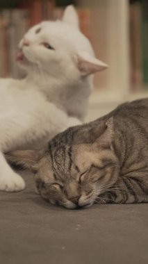 İçeride uyuyan sevimli kediler 