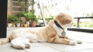 katta şirin kedi fotoğrafı