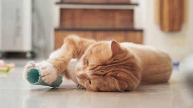 şirin kedi fotoğrafı