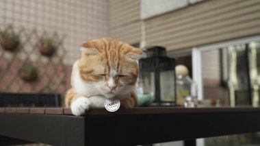 İçeride uyuyan sevimli kedi 