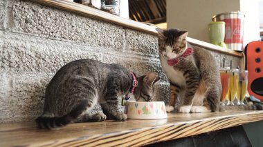 güzel kedi kapalı yemek