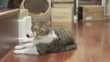 Yerde yatan sevimli kedi.