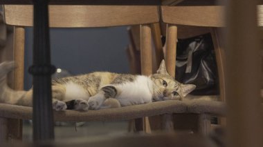 Sandalyenin üstüne yalan kedi