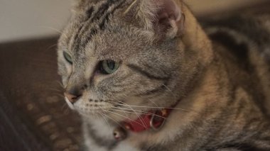 Yerde yatan sevimli kedi.