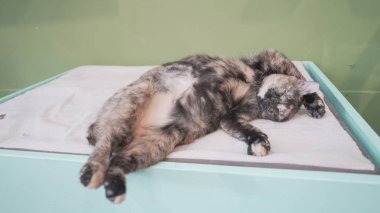 İçeride uyuyan sevimli kedi 