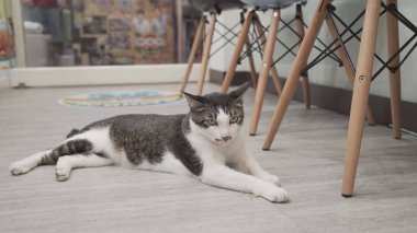 Yerde yatan sevimli kedi.