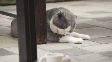 kapalı yerde yatarken kedi 