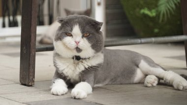 şirin kedi kapalı yalan 