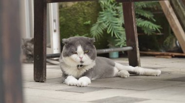 şirin kedi fotoğrafı