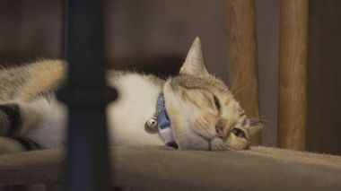 Sandalyenin üstüne yalan kedi