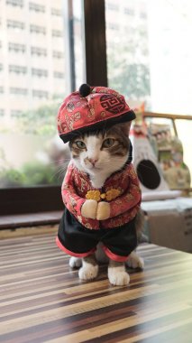 giysileri sevimli kedi