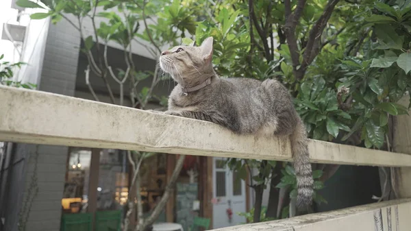 Güzel kedi dışarıda oturuyor. 