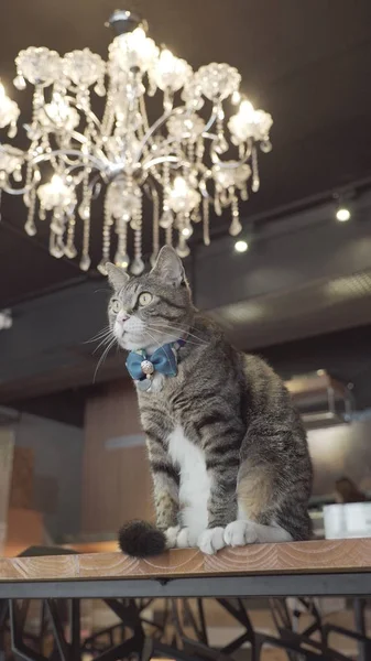 kedi masada oturuyor.