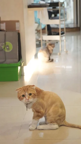 Foto de lindo gato jengibre —  Fotos de Stock