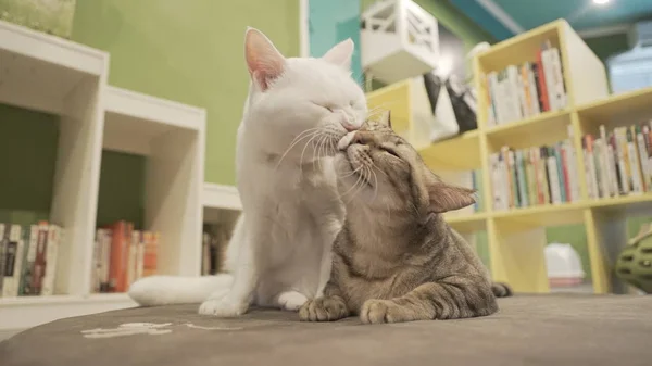 Zwei schöne Katzen drinnen — Stockfoto