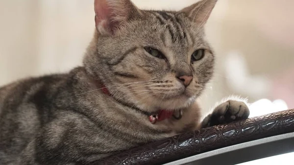 Gato deitado na mesa — Fotografia de Stock