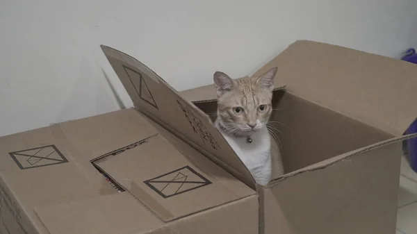Αξιολάτρευτη γάτα σε κουτί — Φωτογραφία Αρχείου