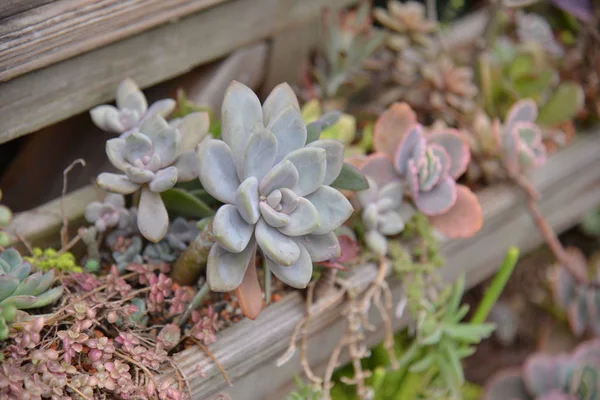 Foto de las plantas de la casa —  Fotos de Stock