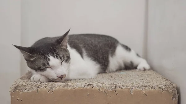 Şirin Kedi kutusunu yalan — Stok fotoğraf