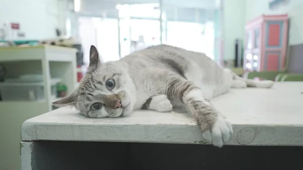 Chat couché sur la table — Photo