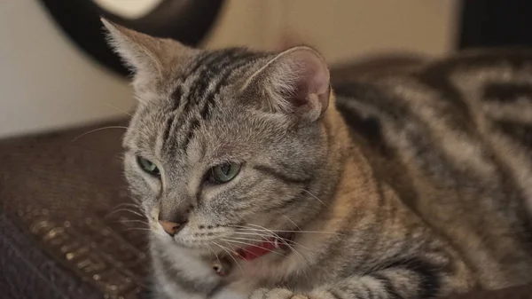 Schattig kat liggend op de vloer — Stockfoto