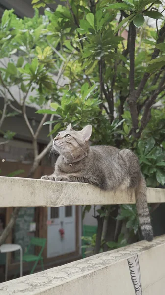 Güzel kedi dışarıda oturuyor. 