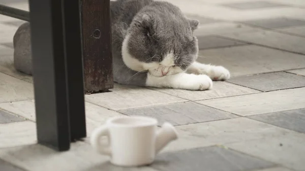 Söt katt liggande på golvet — Stockfoto