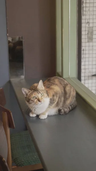 Şirin kedi kapalı oturan — Stok fotoğraf