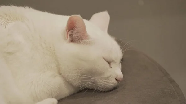 Милий кіт спати — стокове фото