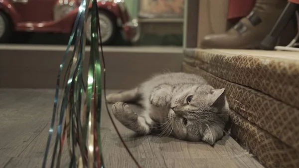 Chat couché sur le sol à l'intérieur — Photo