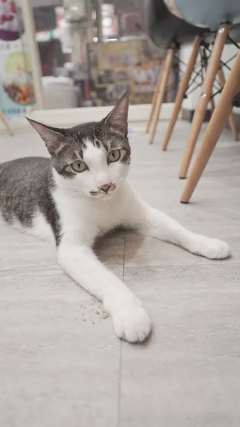 cute cat lying on floor