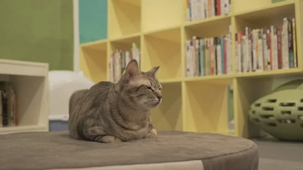 Niedliche Katze sitzt drinnen — Stockfoto