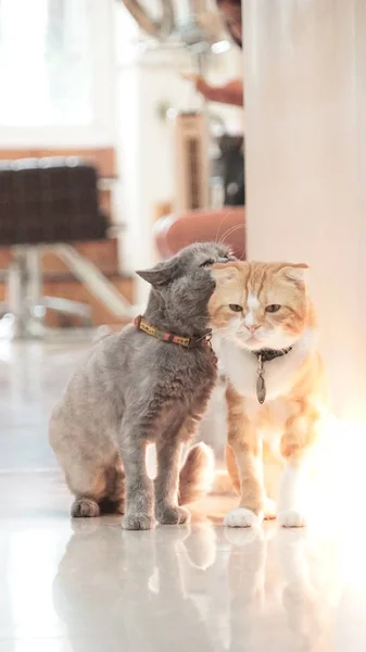 Дві прекрасні кішки в приміщенні — стокове фото