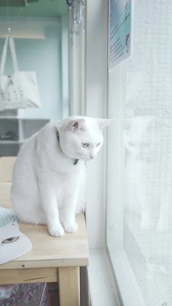 Aranyos fehér macska — Stock Fotó