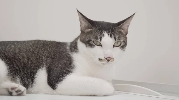 Cute cat lying on floor — Stock Photo, Image