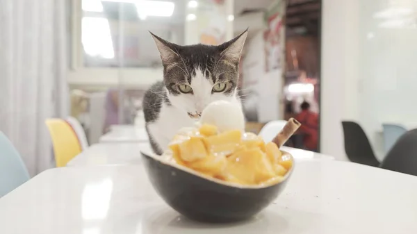 cute cat and mango ice-cream