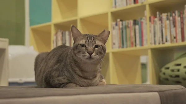 Bonito gato sentado dentro de casa — Fotografia de Stock