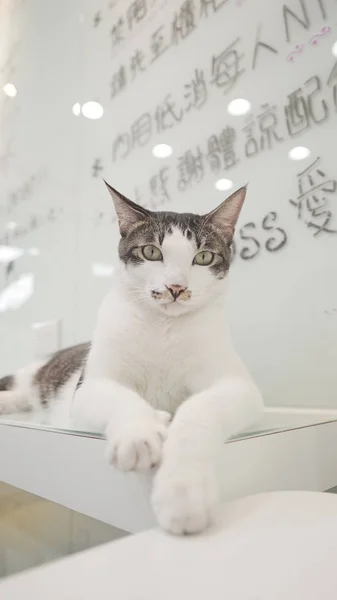 Niedliche Katze liegt auf Tisch — Stockfoto