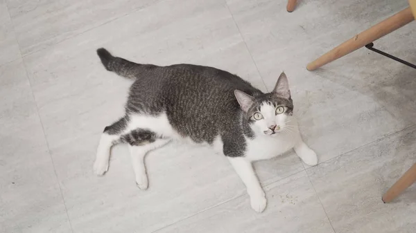 かわいい猫が床に横たわっている — ストック写真