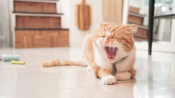 Gato acostado en el suelo —  Fotos de Stock