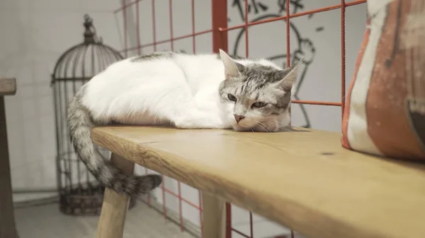 Cat lying on table — Stock Photo, Image