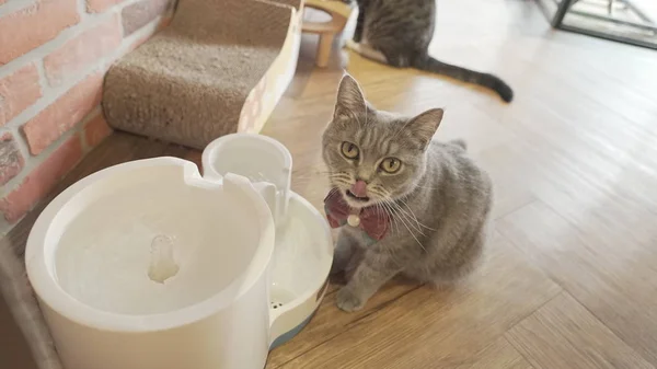 Adorable cat with food — Stock Photo, Image