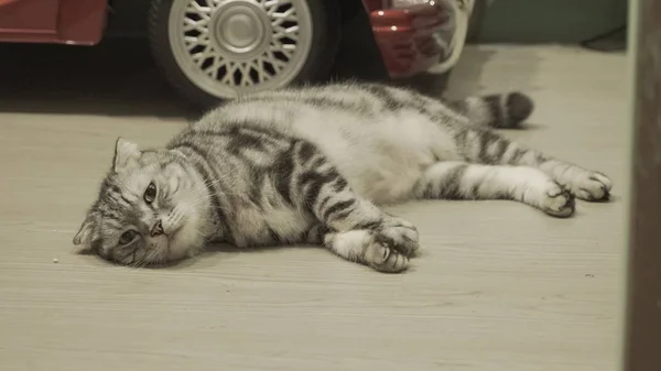 Söt katt liggande på golvet — Stockfoto