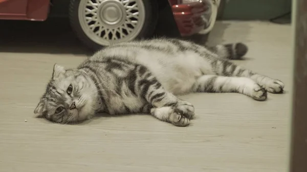 Niedliche Katze auf dem Boden liegend — Stockfoto