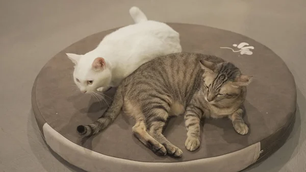 Zwei Katzen drinnen — Stockfoto