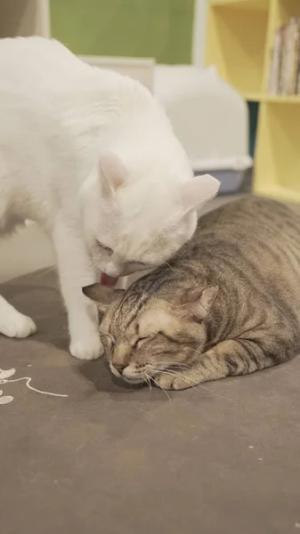 Két fedett macskák — Stock Fotó