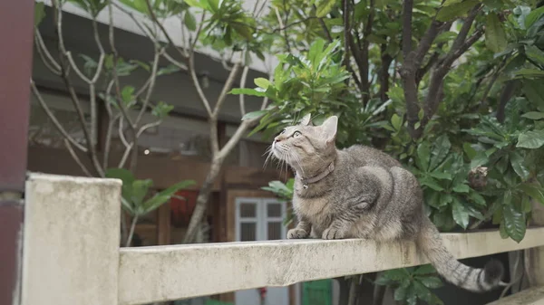 かわいい猫が屋外に座って — ストック写真