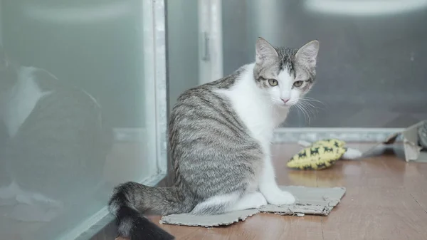 Bonito gato sentado dentro de casa — Fotografia de Stock